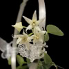 Hoya sp. Papua IM08 flower close-up.