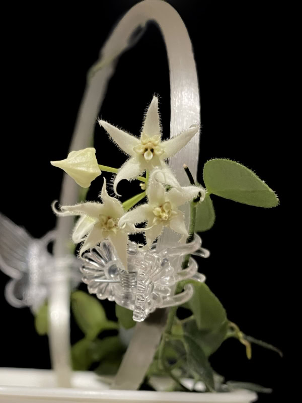 Hoya sp. Papua IM08 flower close-up.