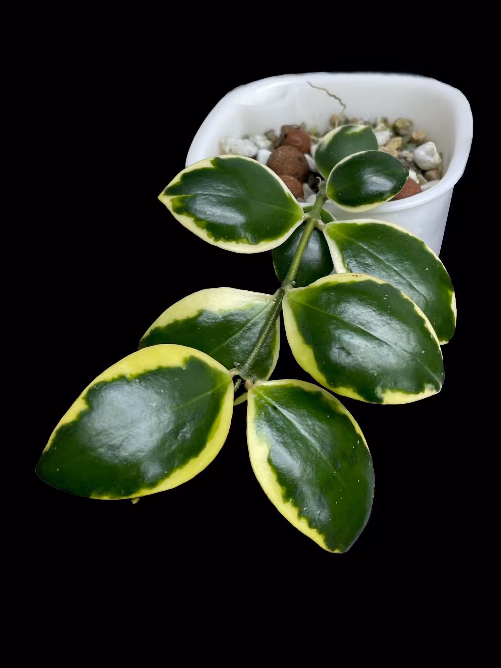 Hoya incurvula 'Palta' plant with variegated leaves in a white pot.