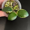 Hoya incurvula 'Palta'