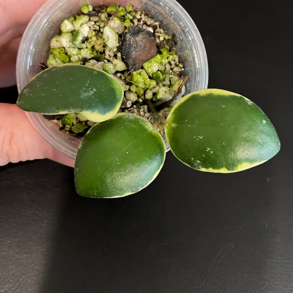Hoya incurvula 'Palta'