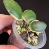 Hoya incurvula 'Palta'