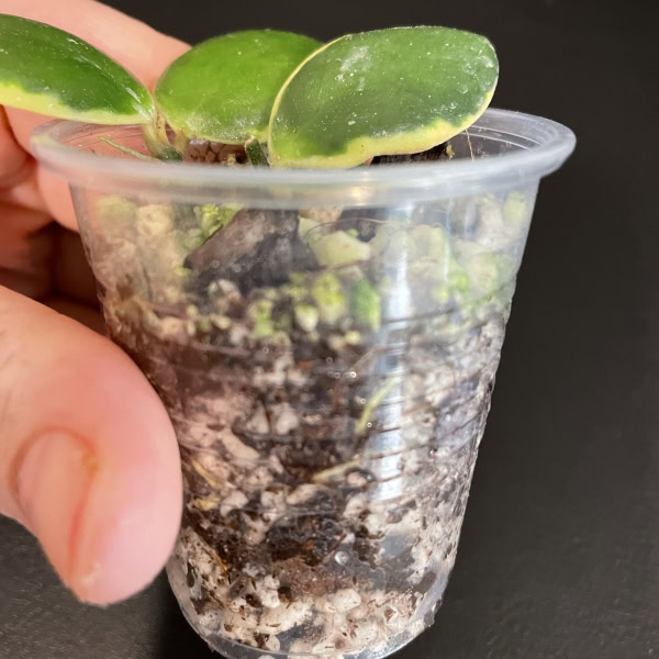 Hoya incurvula 'Palta'