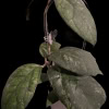 Hoya ‘Irina’ plant with variegated leaves, perfect for Hoya plant enthusiasts.