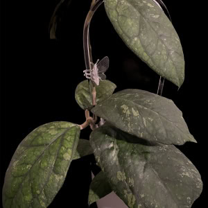 Hoya ‘Irina’ plant with variegated leaves, perfect for Hoya plant enthusiasts.