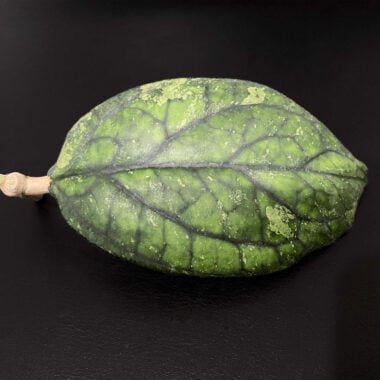 Close-up of a unique mossy hoya leaf with variegation and textured surface.