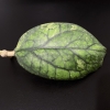Close-up of Hoya ‘Irina’ plant leaf showing variegation and texture.