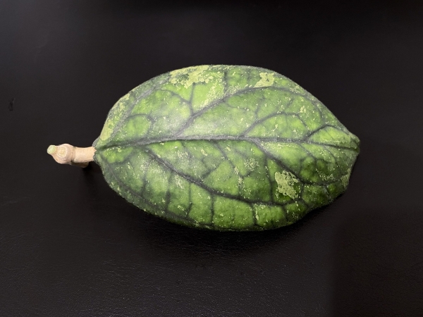 Close-up of Hoya ‘Irina’ plant leaf showing variegation and texture.