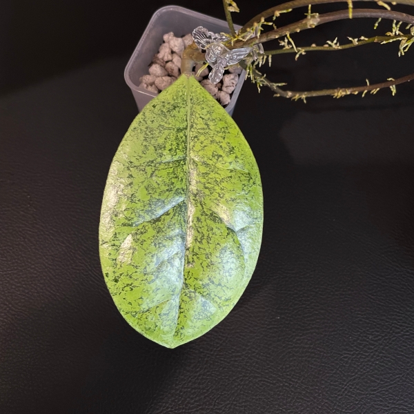 kapuas-hulu-a-1 Hoya sp. Kapuas Hulu (round leaf) (aff. forbesii silver)