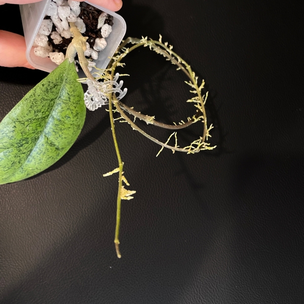 kapuas-hulu-a-2 Hoya sp. Kapuas Hulu (round leaf) (aff. forbesii silver)