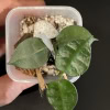 Hoya krohniana (true form)