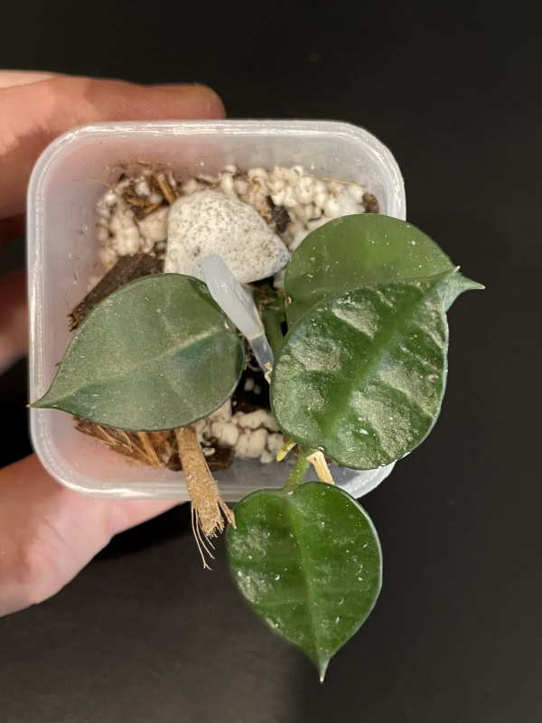 Hoya krohniana (true form)