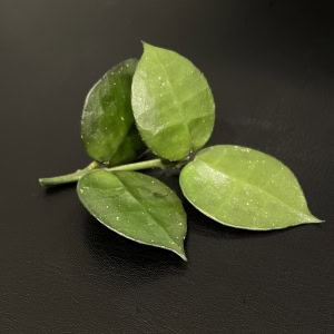 Hoya krohniana true form leaf cluster, popular Hoya plant for indoor gardens.