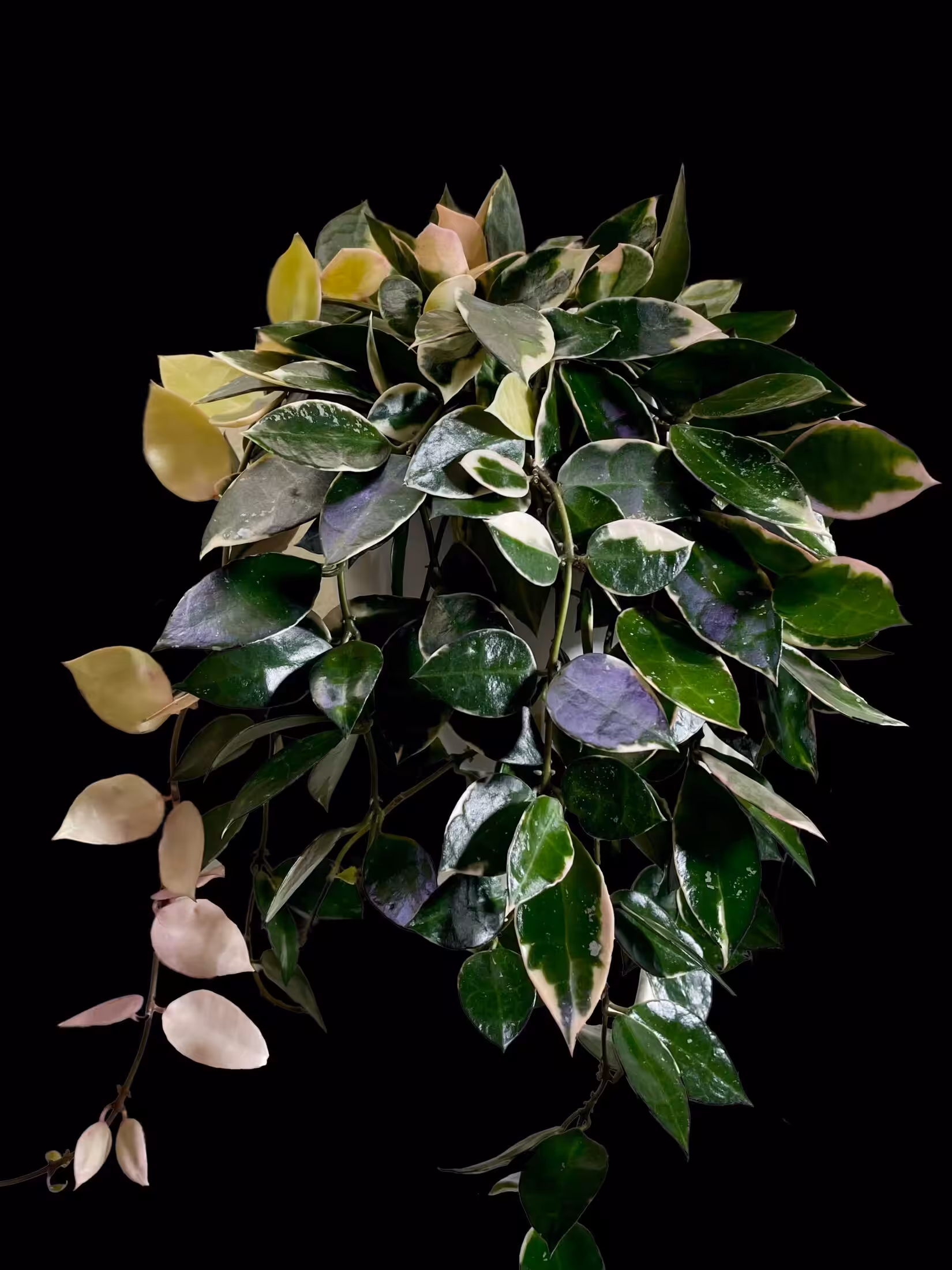 Hoya lacunosa 'Asami' plant with variegated leaves, perfect for indoor gardening.