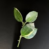 Hoya lacunosa 'Asami' (clone 2)