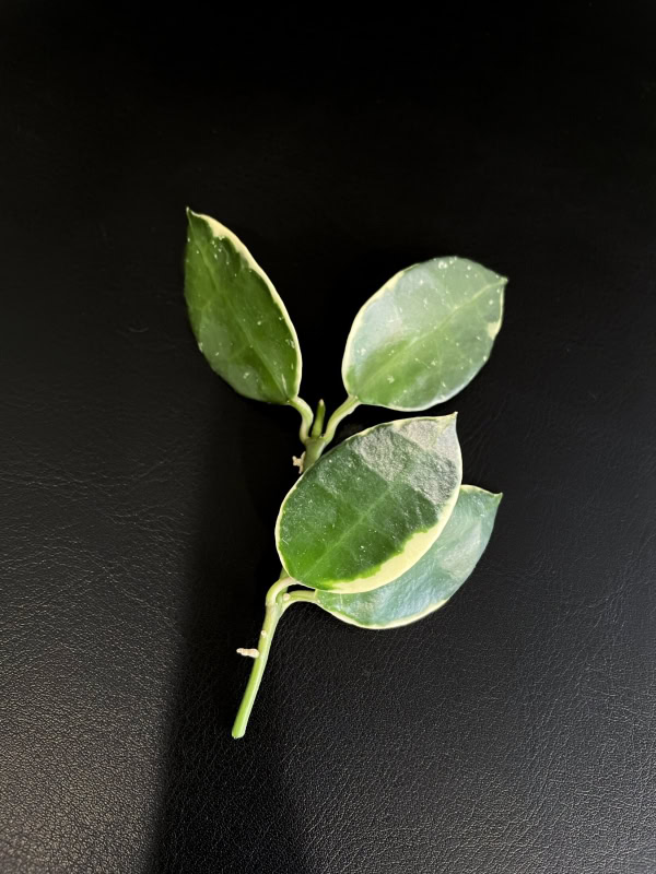 Hoya lacunosa 'Asami' (clone 2)