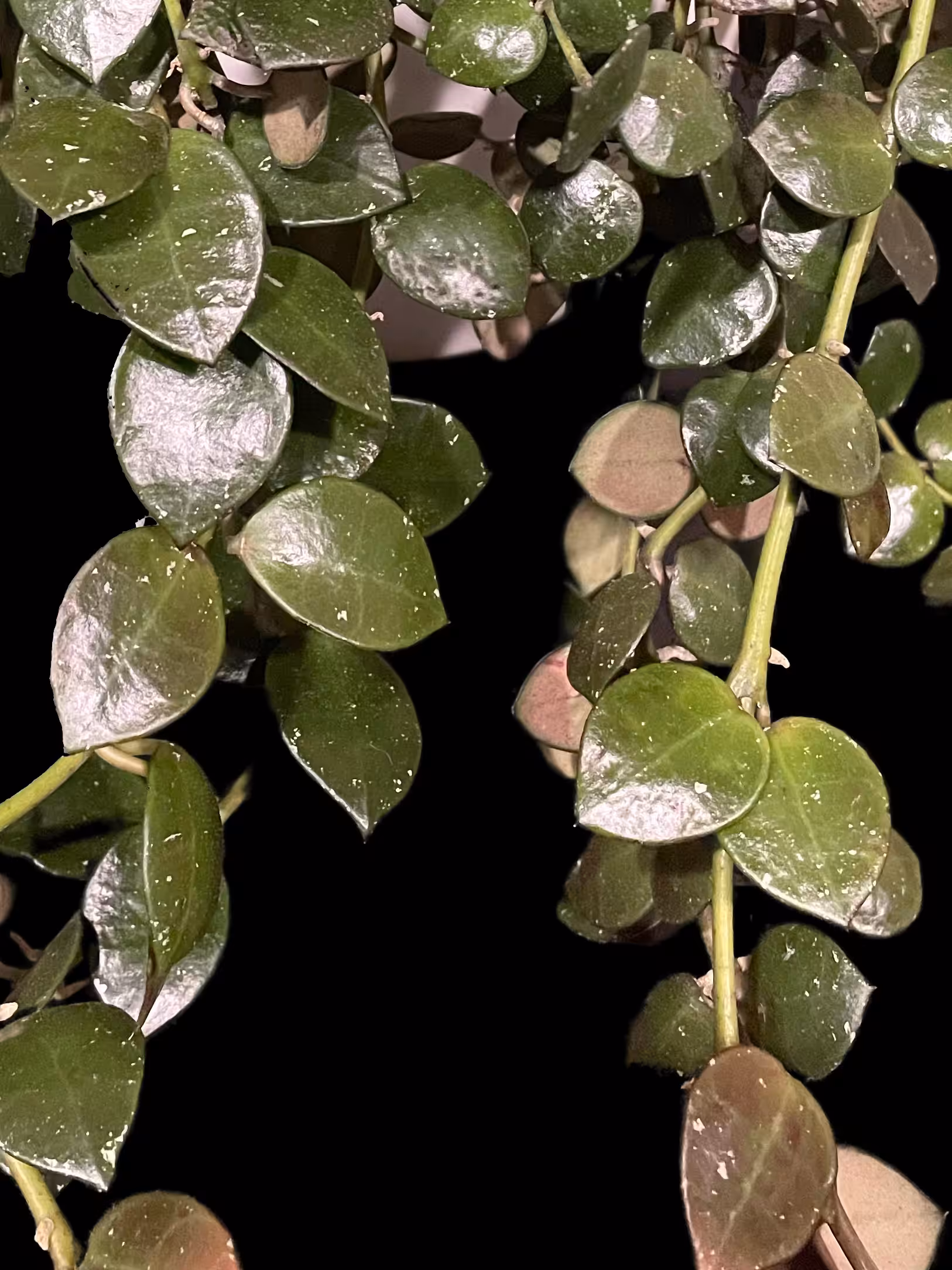 Hoya lacunosa 'Fraser Hills' plant with variegated leaves, ideal for indoor gardening.