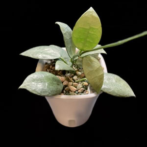 Hoya lacunosa 'Full Moon' plant with variegated leaves in a white pot.