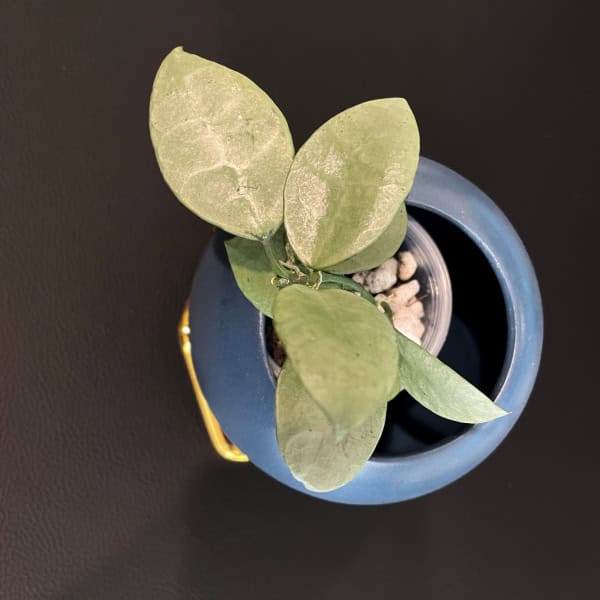 Hoya plant with green leaves in a blue ceramic pot, perfect for indoor gardening.