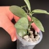 Hoya plant with green leaves in a small pot, ideal for indoor gardening.