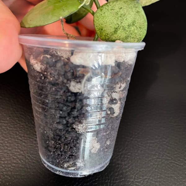 Young Hoya plant in a clear plastic cup with soil, ready for repotting or growth.