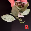 Hoya lacunosa 'Full Moon' succulent with variegated leaves.