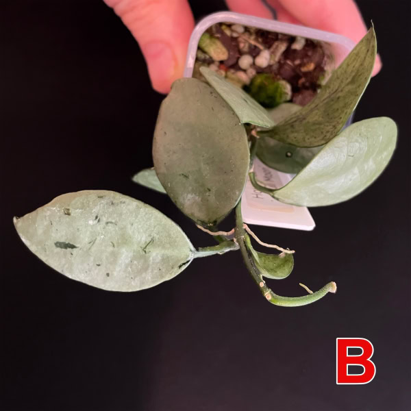 Hoya lacunosa 'Full Moon' succulent with variegated leaves.