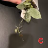 Hoya lacunosa 'Full Moon' Hoya plant with variegated leaves and a trailing growth habit.