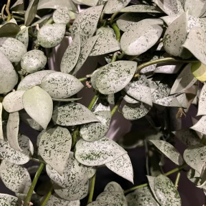 Hoya lacunosa 'Jawa Barat' with variegated leaves, popular among Hoya plant enthusiasts.