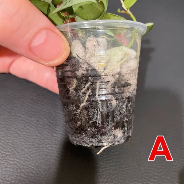 Hoya lacunosa Jawa Barat in small plastic pot with roots visible.