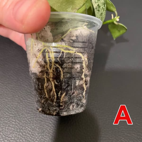 Hoya lacunosa 'Jawa Barat' plant with roots in a clear plastic cup.