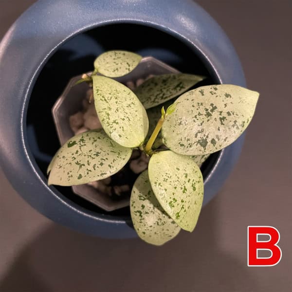 Variegated Hoya lacunosa 'Jawa Barat' in a blue pot.