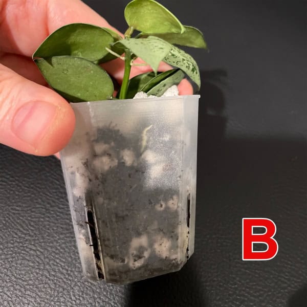 Healthy Hoya lacunosa 'Jawa Barat' in small pot for propagation.