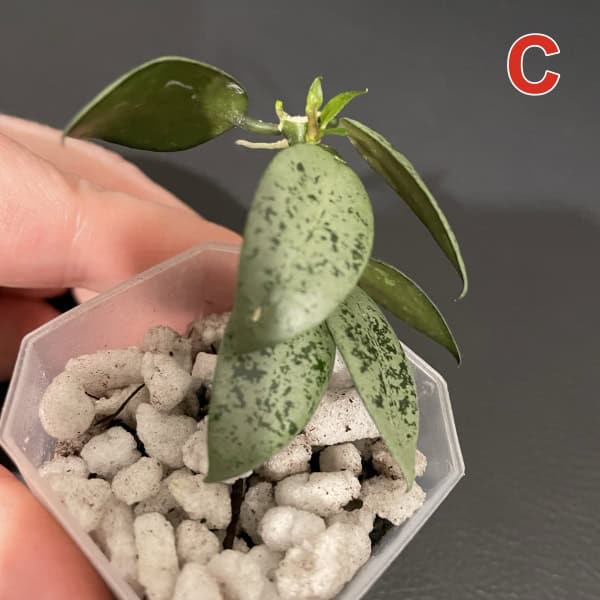 Hoya lacunosa 'Jawa Barat' with variegated leaves in a pot.