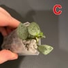 Hoya lacunosa 'Jawa Barat' with variegated leaves and new growth.