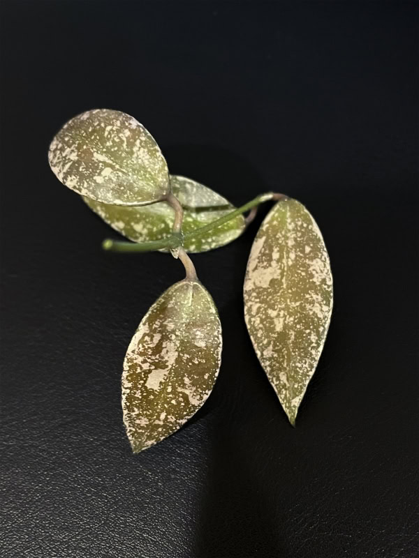 Hoya lacunosa ‘Laos’ variegated Hoya plant with speckled leaves.