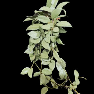 Hoya lacunosa 'Louisa's Silver' plant with silvery-green leaves.