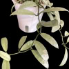 Silver Long Leaves Hoya Plant in White Pot.