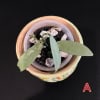 Young Hoya plant with three leaves in a small decorative pot, close-up view.