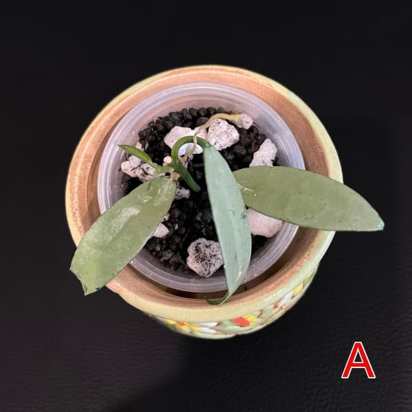 Young Hoya plant with three leaves in a small decorative pot, close-up view.