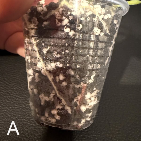 Hoya lacunosa cutting in propagation cup for plant growth.