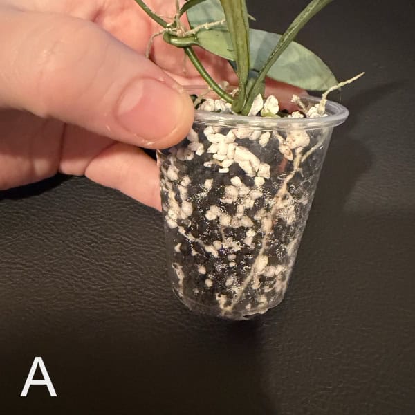Hoya lacunosa cutting in small clear plastic pot with soil and roots visible.