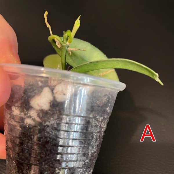 Hoya plant cutting with green leaves in a clear plastic cup, ready for propagation.