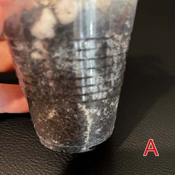 Hoya plant cutting in a clear plastic cup with soil, ready for propagation or growth.