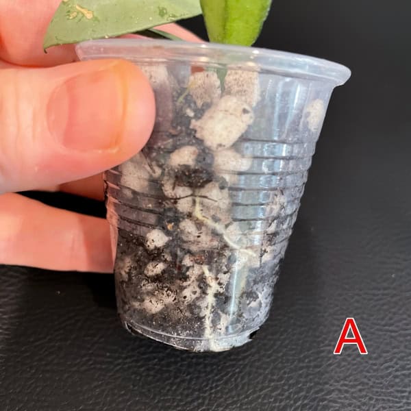 Young Hoya plant in clear plastic pot with soil, close-up view.