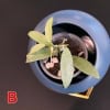 Young Hoya plant in a small glass pot inside a blue ceramic container.