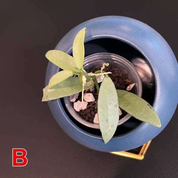 Young Hoya plant in a small glass pot inside a blue ceramic container.