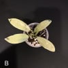 Hoya lacunosa plant with variegated leaves in small pot.
