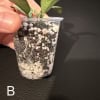 Hoya lacunosa cutting in small plastic pot with soil and roots.