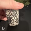 Hoya lacunosa cutting in soil for propagation.